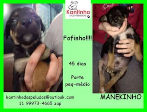Cachorro raça  idade Abaixo de 2 meses nome Manekinho Bebezinho