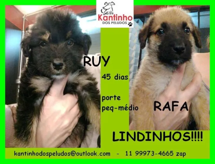 Cachorro ra a idade Abaixo de 2 meses nome RUY E RAFA