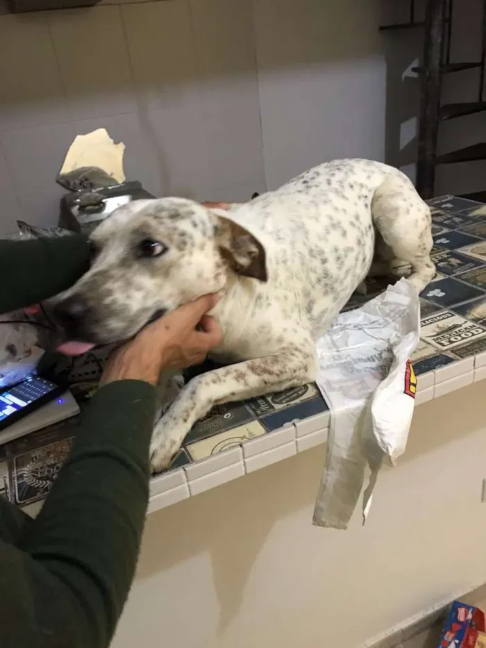 Cachorro ra a SRD idade 3 anos nome Pingo