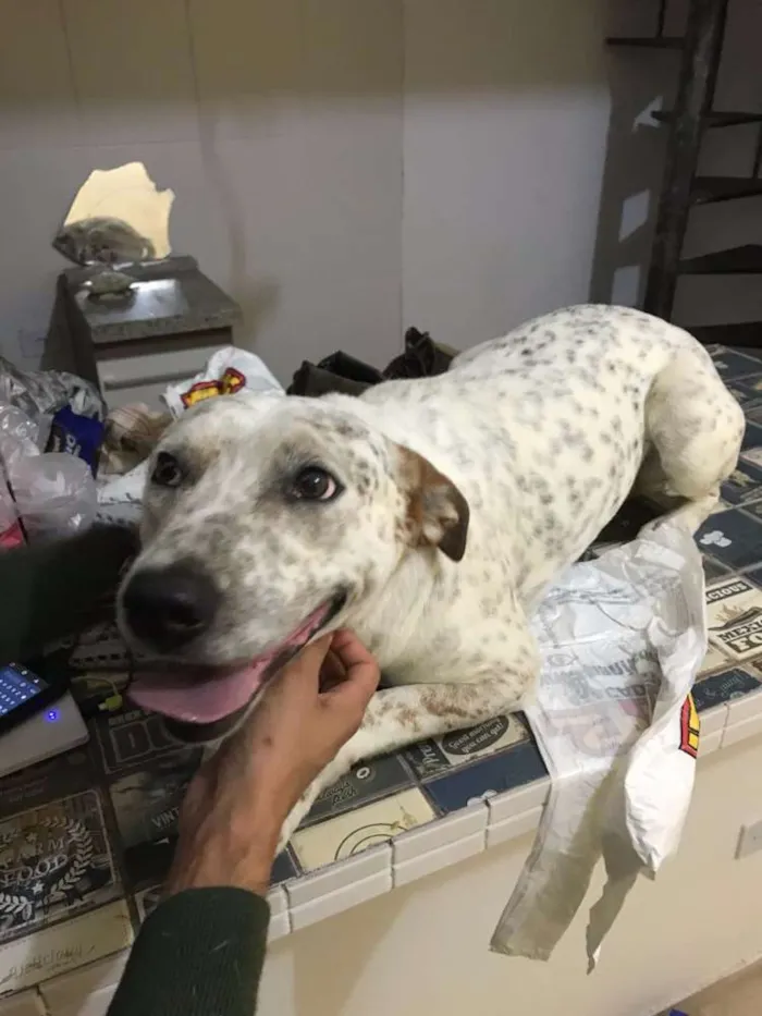 Cachorro ra a SRD idade 3 anos nome Pingo