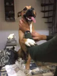 Bruce