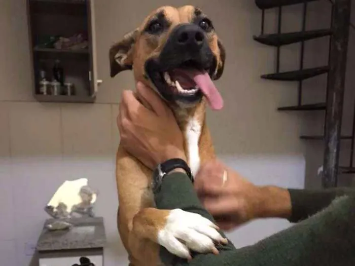 Cachorro ra a SRD idade 4 anos nome Bruce