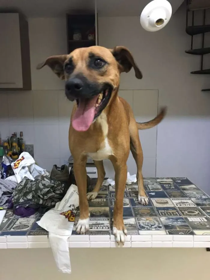 Cachorro ra a SRD idade 4 anos nome Bruce