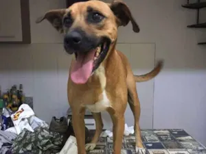 Cachorro raça SRD idade 4 anos nome Bruce