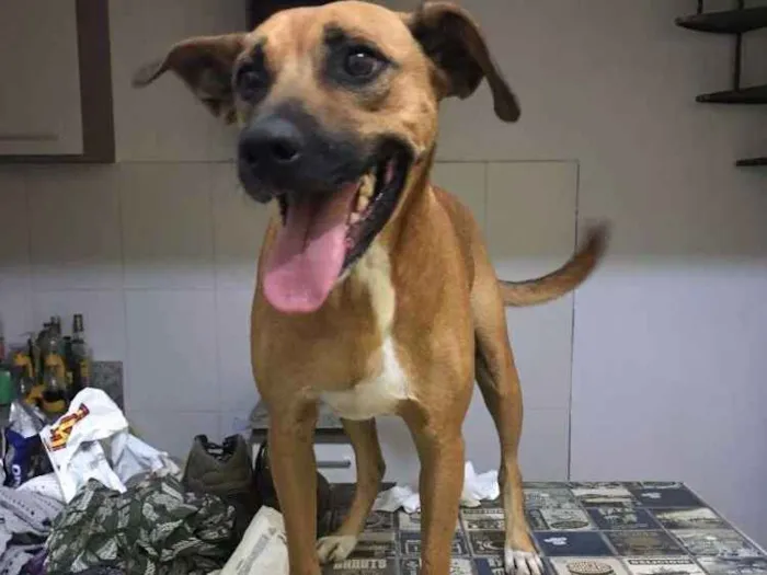 Cachorro ra a SRD idade 4 anos nome Bruce
