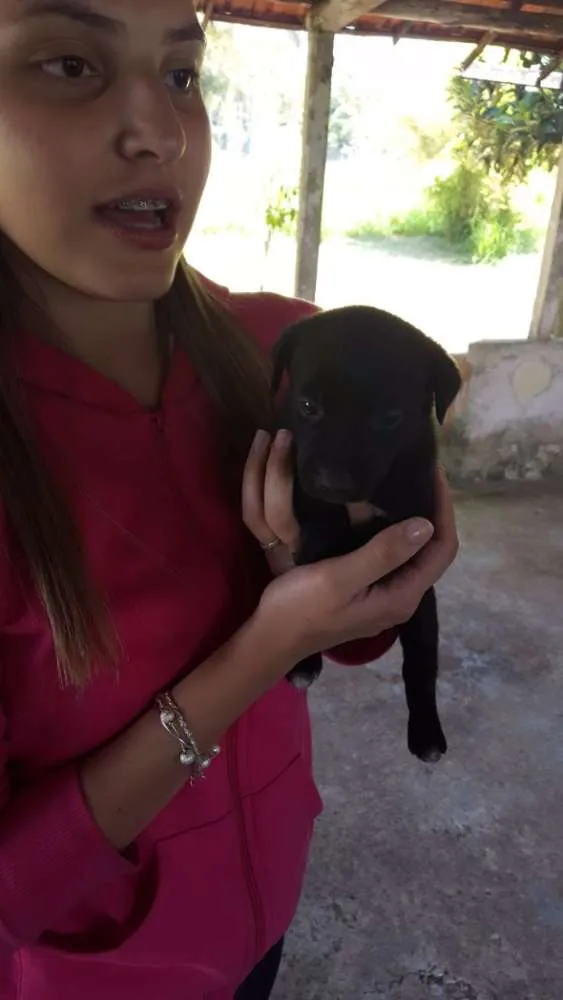 Cachorro ra a Vira lata idade Abaixo de 2 meses nome Marília