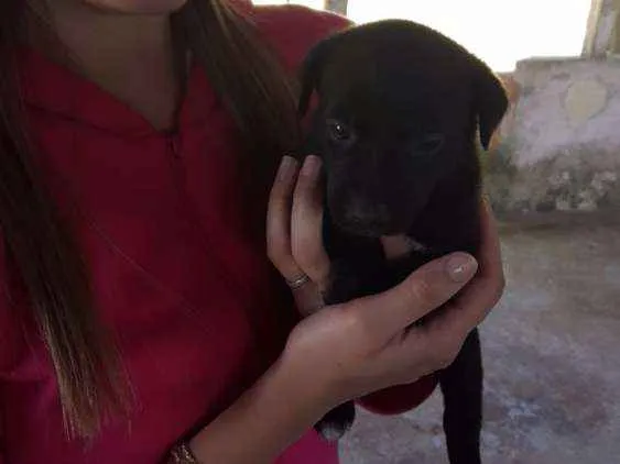 Cachorro ra a Vira lata idade Abaixo de 2 meses nome Marília
