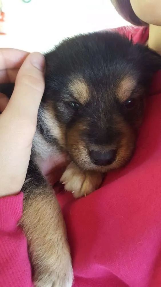 Cachorro ra a Vira lata idade Abaixo de 2 meses nome Marília