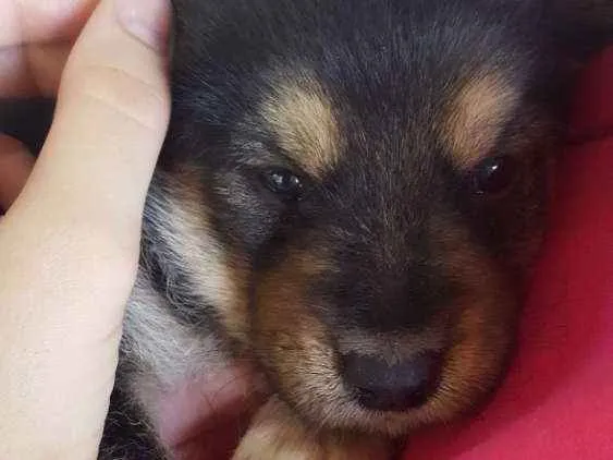 Cachorro ra a Vira lata idade Abaixo de 2 meses nome Marília