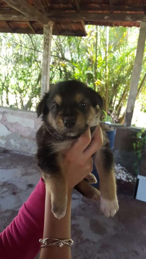 Cachorro ra a Vira lata idade Abaixo de 2 meses nome Marília