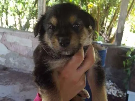 Cachorro ra a Vira lata idade Abaixo de 2 meses nome Marília