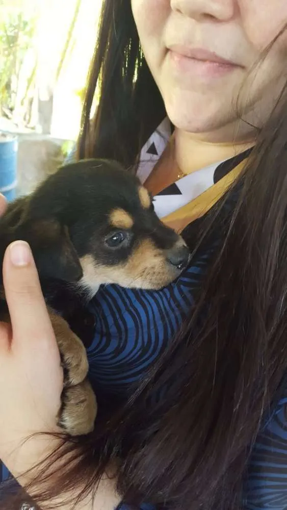 Cachorro ra a Vira lata idade Abaixo de 2 meses nome Marília