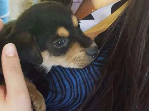 Cachorro ra a Vira lata idade Abaixo de 2 meses nome Marília