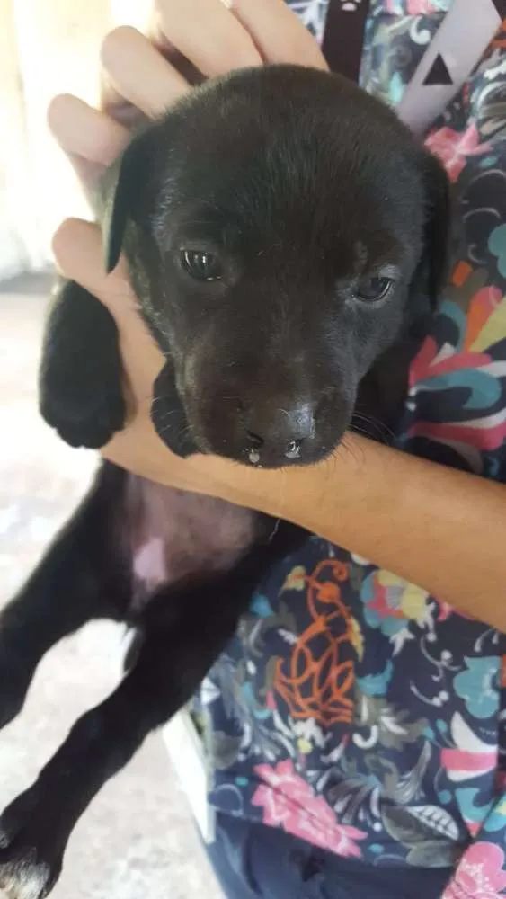 Cachorro ra a Vira lata idade Abaixo de 2 meses nome Marília