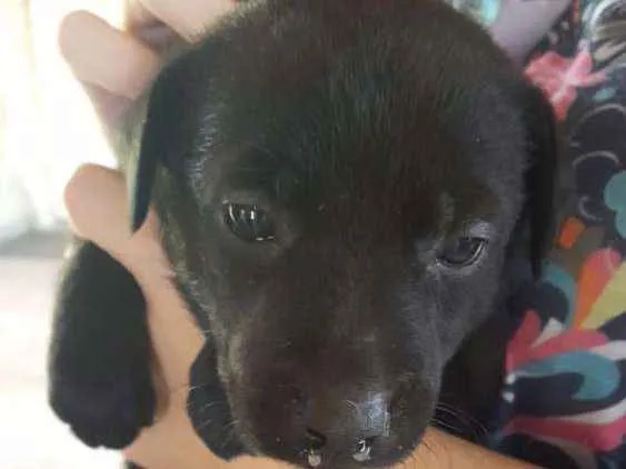 Cachorro ra a Vira lata idade Abaixo de 2 meses nome Marília