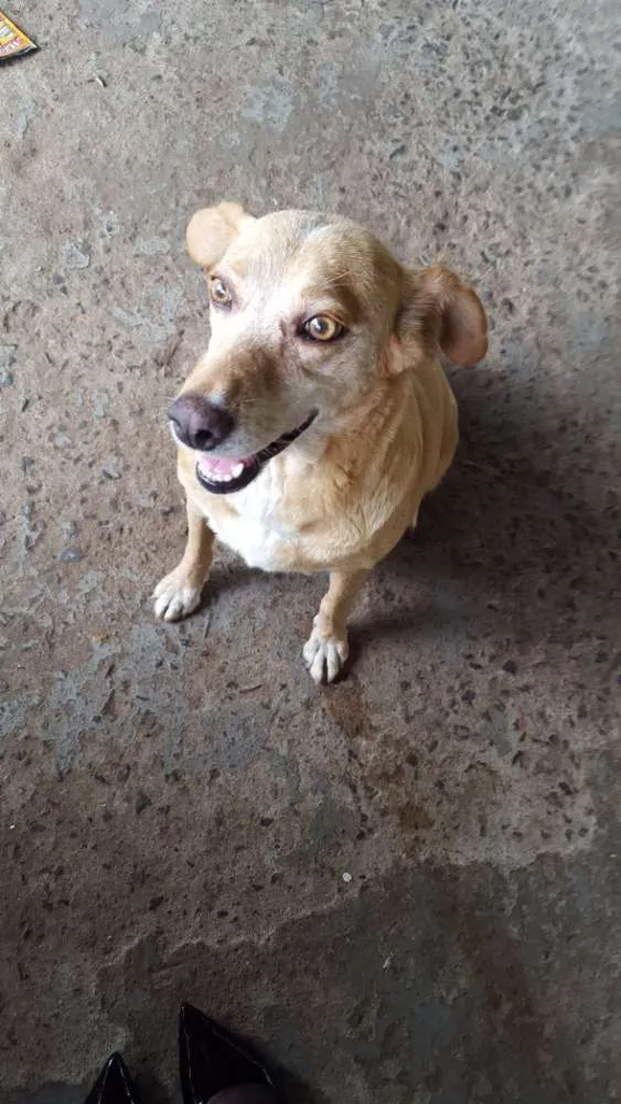 Cachorro ra a Vira lata idade Abaixo de 2 meses nome Marília