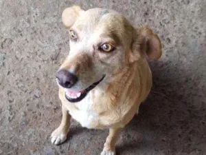 Cachorro raça Vira lata idade Abaixo de 2 meses nome Marília