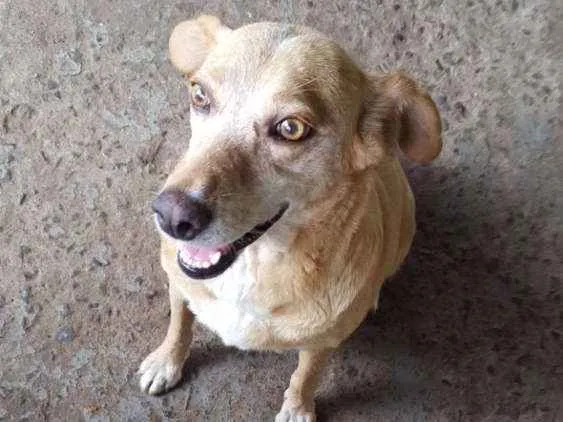 Cachorro ra a Vira lata idade Abaixo de 2 meses nome Marília