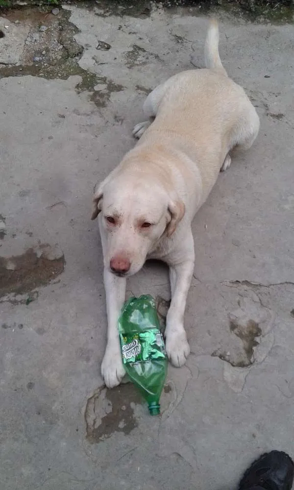 Cachorro raça Labrador idade 6 ou mais anos nome MARLEY