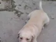 MARLEY