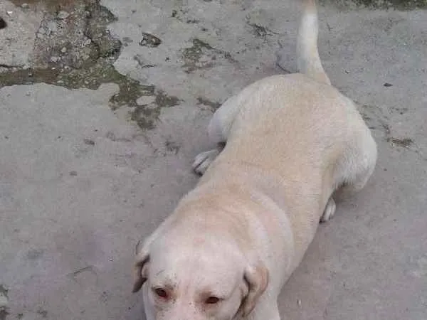 Cachorro raça Labrador idade 6 ou mais anos nome MARLEY
