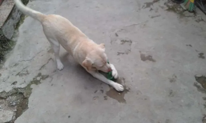Cachorro raça Labrador idade 6 ou mais anos nome MARLEY