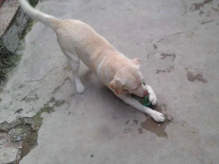 Cachorro raça Labrador idade 6 ou mais anos nome MARLEY