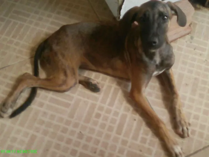 Cachorro raça Vira lata idade 2 a 6 meses nome Nina