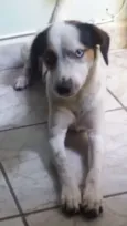 Chapecó