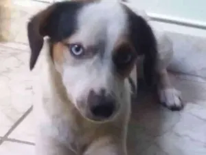 Cachorro raça Vira- lata idade 1 ano nome Chapecó