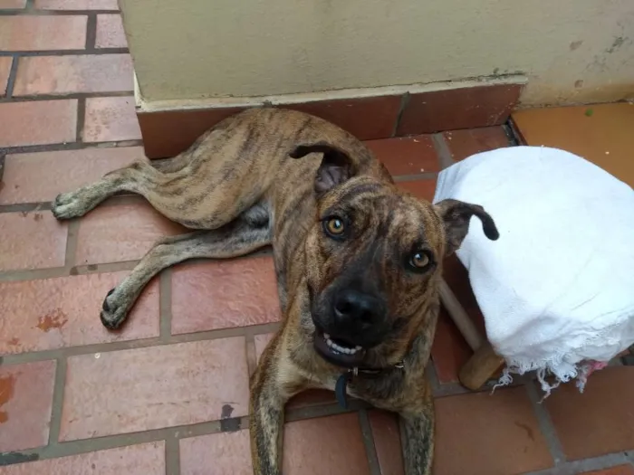 Cachorro ra a Rsd/Fila idade 7 a 11 meses nome Tiger (provisório)