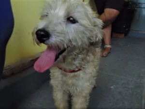 Cachorro raça SRD idade 3 anos nome Margot