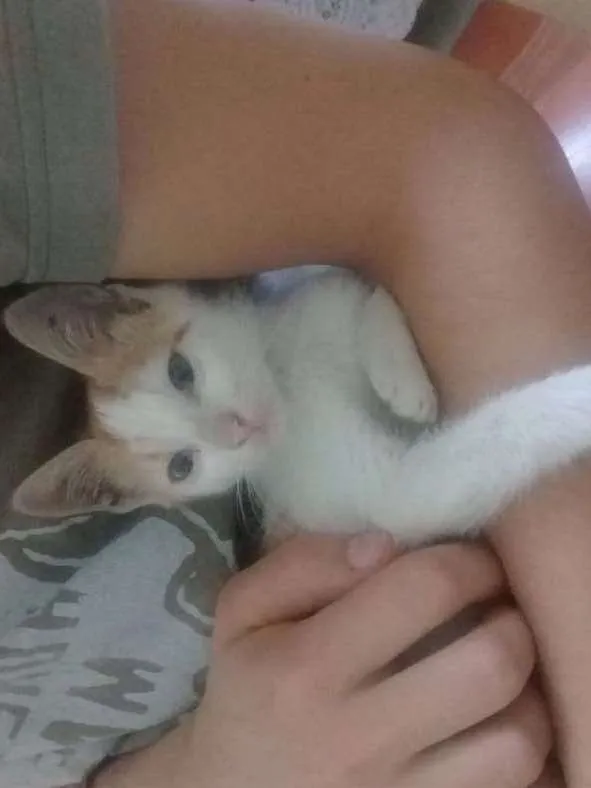 Gato ra a Srd idade 2 a 6 meses nome CORAÇÃOZINHO