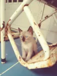 Gato