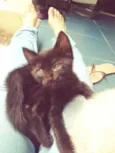 Gato