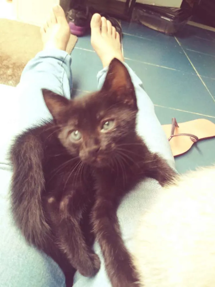 Gato ra a  idade 2 a 6 meses nome Gato