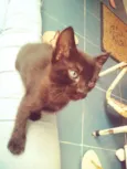 Gato