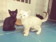 Gato
