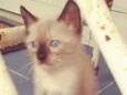 Gato