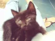 Gato