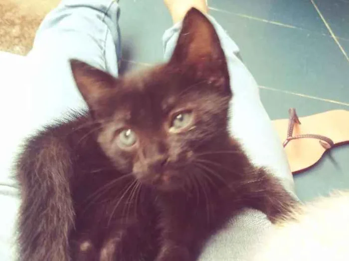 Gato ra a  idade 2 a 6 meses nome Gato