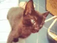 Gato