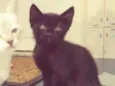 Gato
