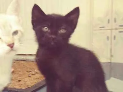 Gato ra a  idade 2 a 6 meses nome Gato