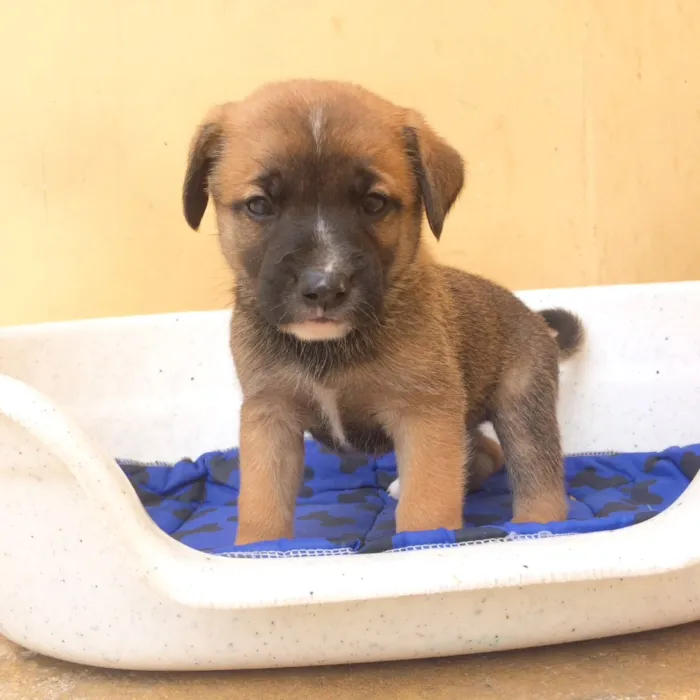 Cachorro ra a sem raça definida  idade Abaixo de 2 meses nome Filhotes