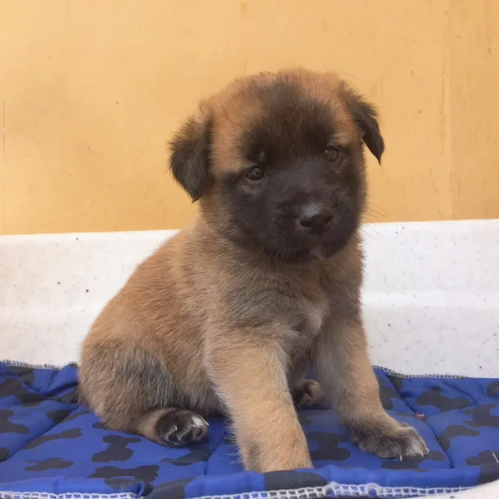 Cachorro ra a sem raça definida  idade Abaixo de 2 meses nome Filhotes