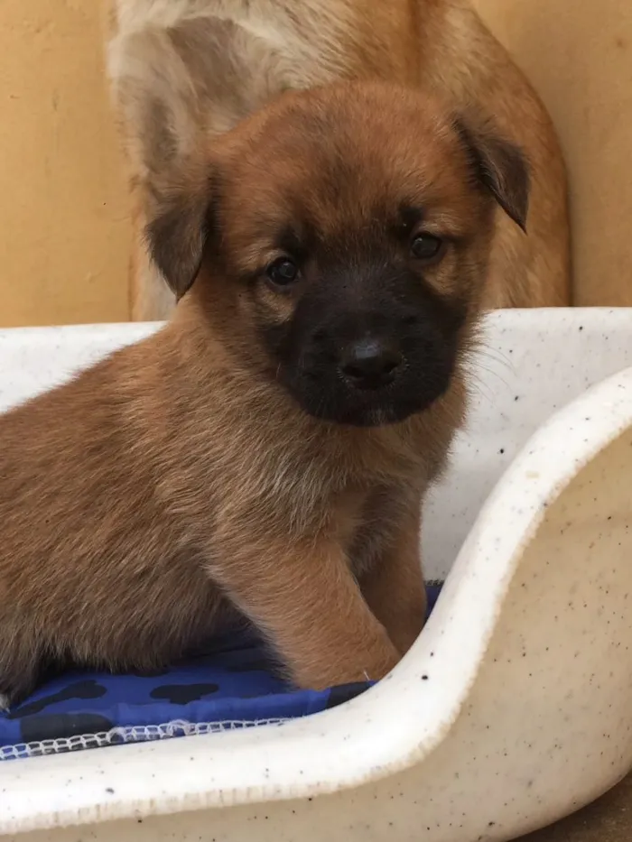 Cachorro ra a sem raça definida  idade Abaixo de 2 meses nome Filhotes