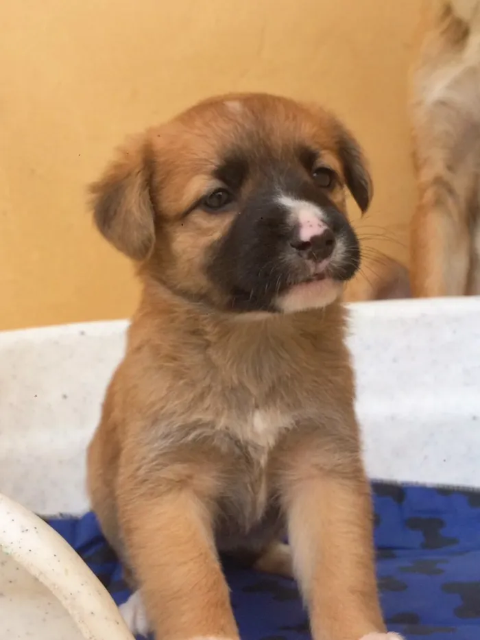 Cachorro ra a sem raça definida  idade Abaixo de 2 meses nome Filhotes