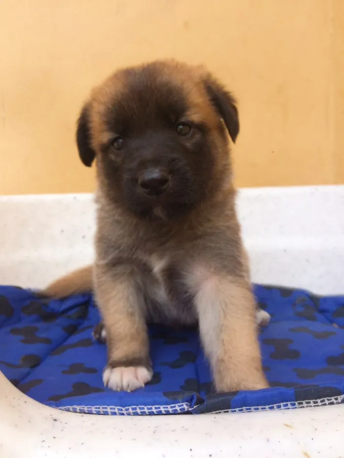 Cachorro ra a sem raça definida  idade Abaixo de 2 meses nome Filhotes
