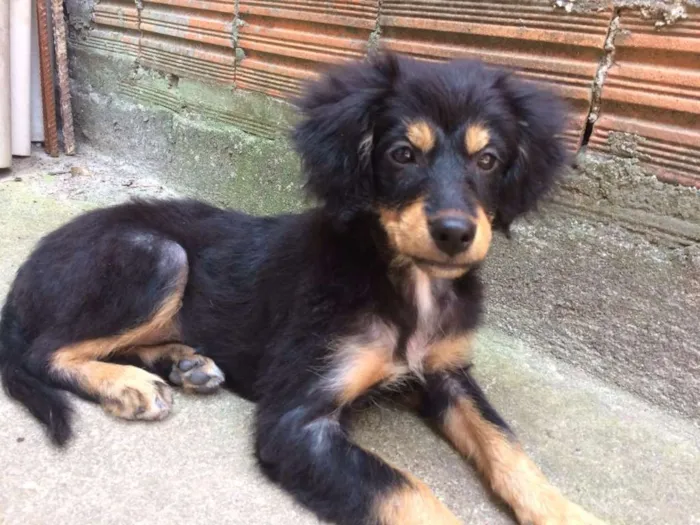 Cachorro ra a Srd idade 2 a 6 meses nome Não tem